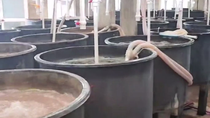 Professional Artemia Hatchery Farm
